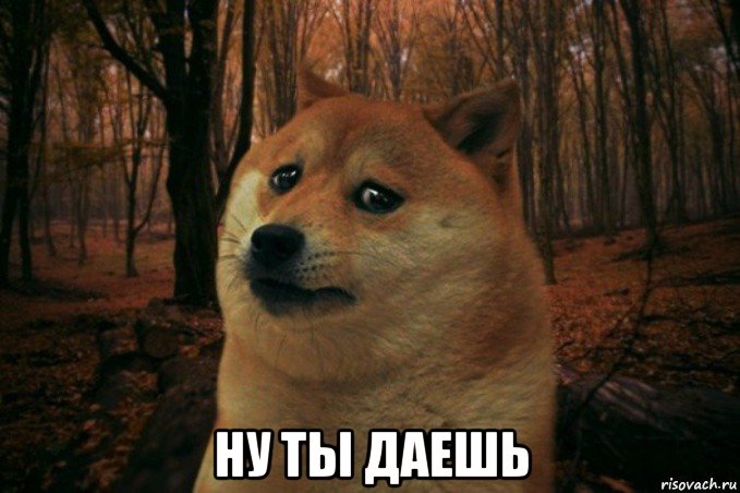  ну ты даешь, Мем SAD DOGE