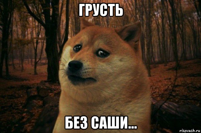 грусть без саши..., Мем SAD DOGE