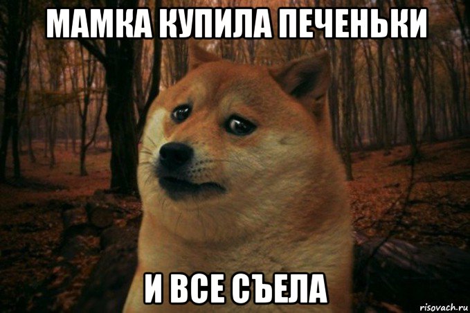 мамка купила печеньки и все съела, Мем SAD DOGE