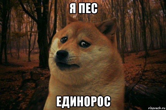 я пес единорос, Мем SAD DOGE