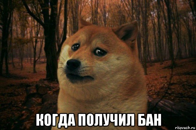  когда получил бан, Мем SAD DOGE