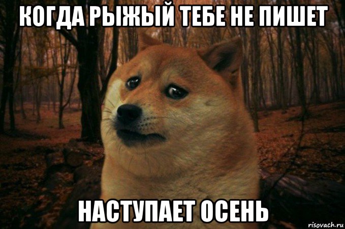 когда рыжый тебе не пишет наступает осень, Мем SAD DOGE