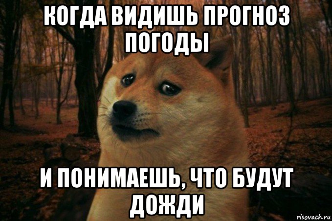 когда видишь прогноз погоды и понимаешь, что будут дожди, Мем SAD DOGE