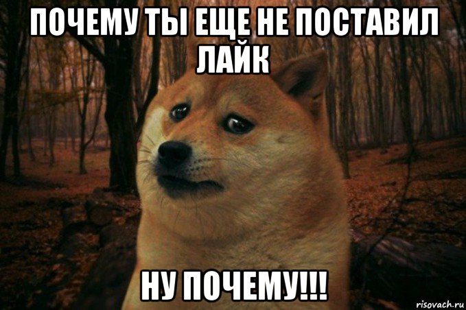 почему ты еще не поставил лайк ну почему!!!, Мем SAD DOGE