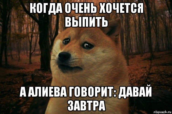 когда очень хочется выпить а алиева говорит: давай завтра, Мем SAD DOGE