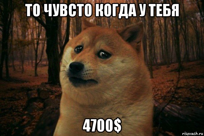 то чувсто когда у тебя 4700$, Мем SAD DOGE