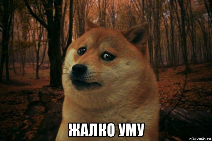  жалко уму, Мем SAD DOGE