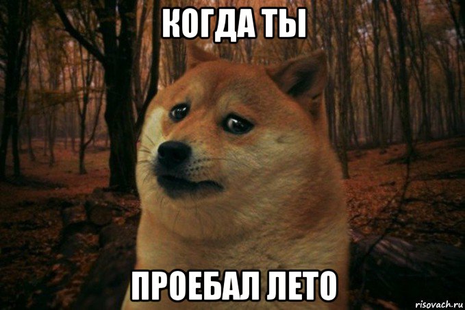 когда ты проебал лето, Мем SAD DOGE