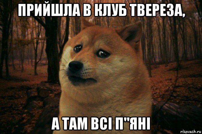 прийшла в клуб твереза, а там всі п"яні, Мем SAD DOGE