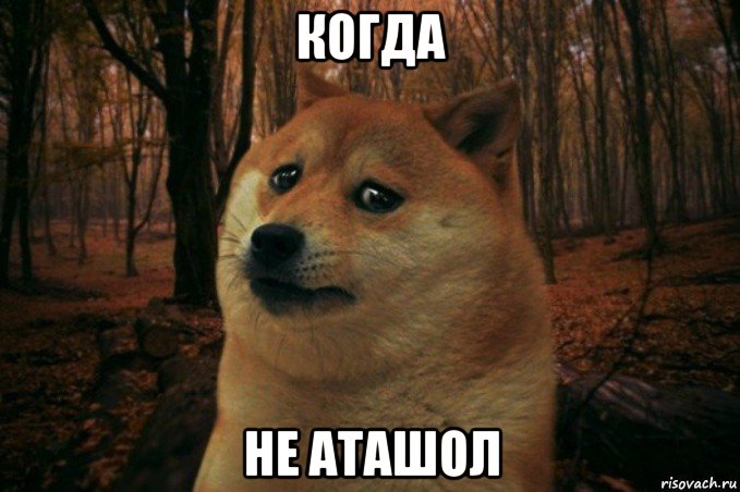 когда не аташол, Мем SAD DOGE