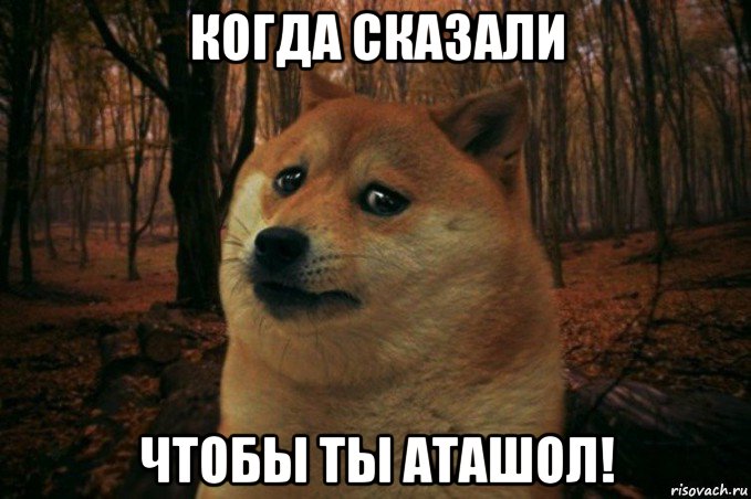 когда сказали чтобы ты аташол!, Мем SAD DOGE