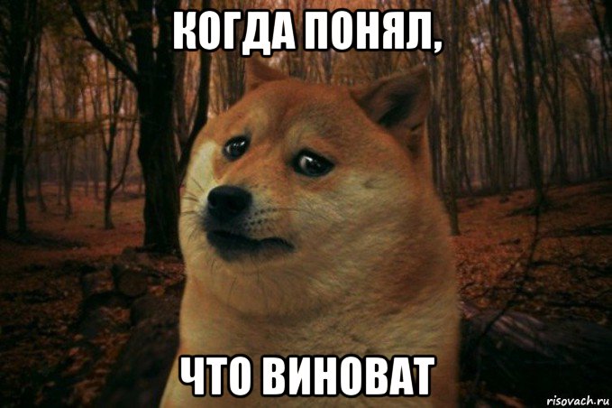 когда понял, что виноват, Мем SAD DOGE