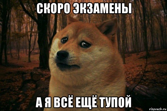 скоро экзамены а я всё ещё тупой, Мем SAD DOGE