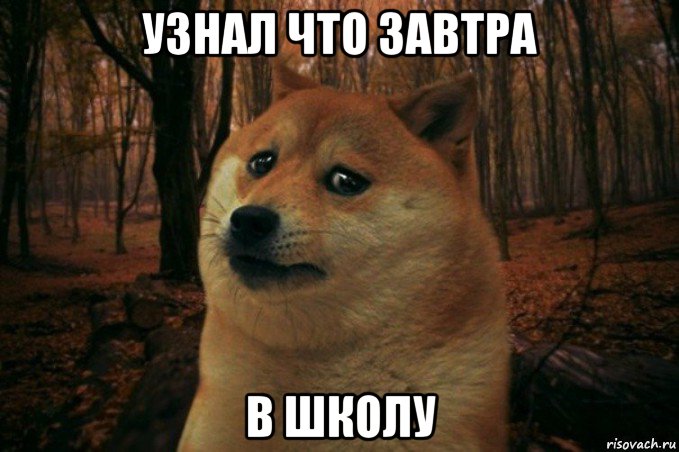 узнал что завтра в школу, Мем SAD DOGE