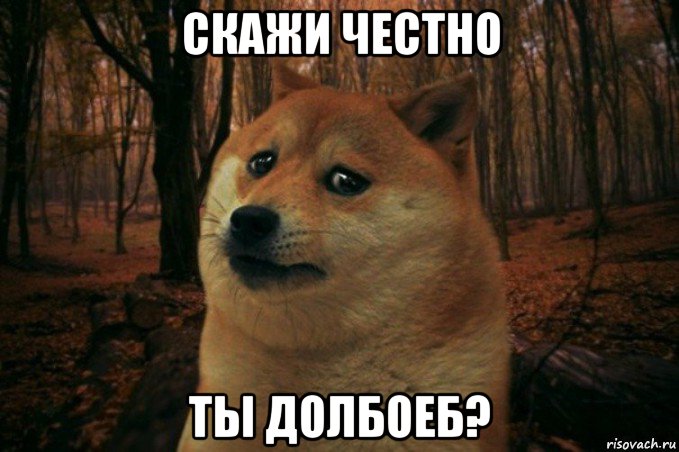 скажи честно ты долбоеб?, Мем SAD DOGE