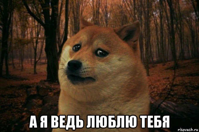  а я ведь люблю тебя, Мем SAD DOGE