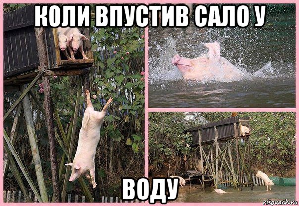 коли впустив сало у воду, Мем Свиньи