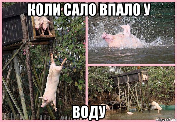 коли сало впало у воду, Мем Свиньи