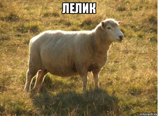 лелик , Мем Типичная овца