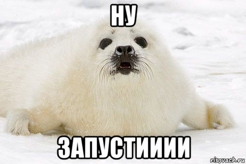 ну запустииии, Мем тюлень