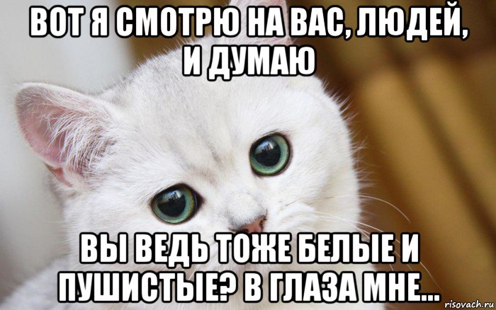 вот я смотрю на вас, людей, и думаю вы ведь тоже белые и пушистые? в глаза мне..., Мем  В мире грустит один котик