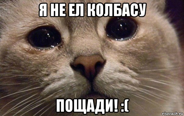 я не ел колбасу пощади! :(, Мем   В мире грустит один котик