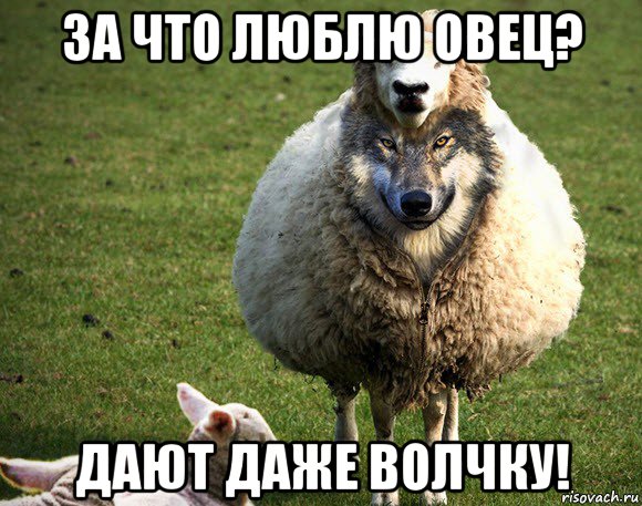 за что люблю овец? дают даже волчку!, Мем Злая Овца