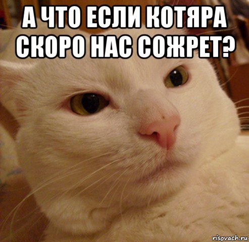 а что если котяра скоро нас сожрет? , Мем Дерзкий котэ