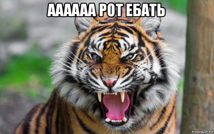 аааааа рот ебать 