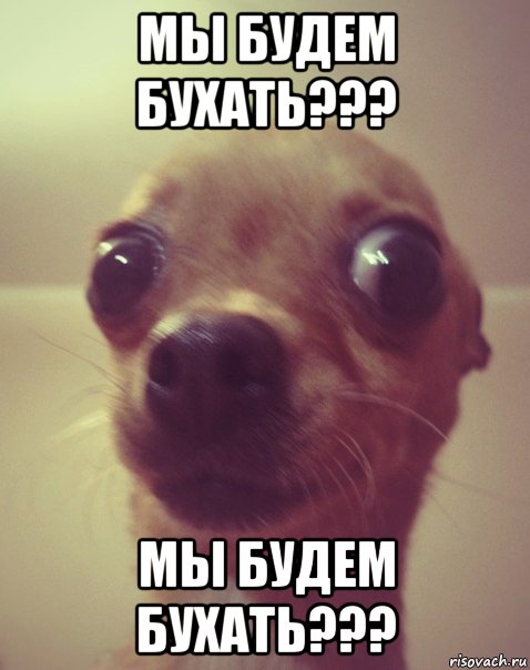 мы будем бухать??? мы будем бухать???