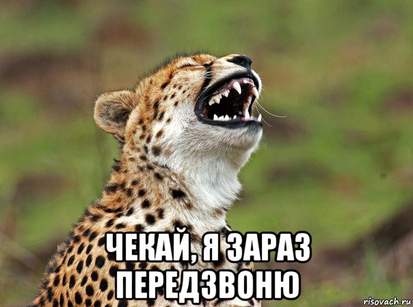  чекай, я зараз передзвоню, Мем гепард