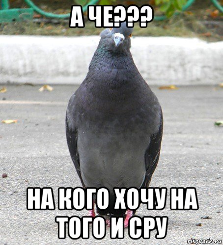 а че??? на кого хочу на того и сру, Мем Голубь