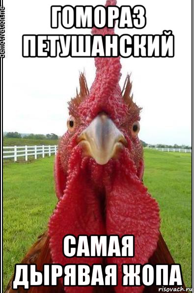 гомораз петушанский самая дырявая жопа