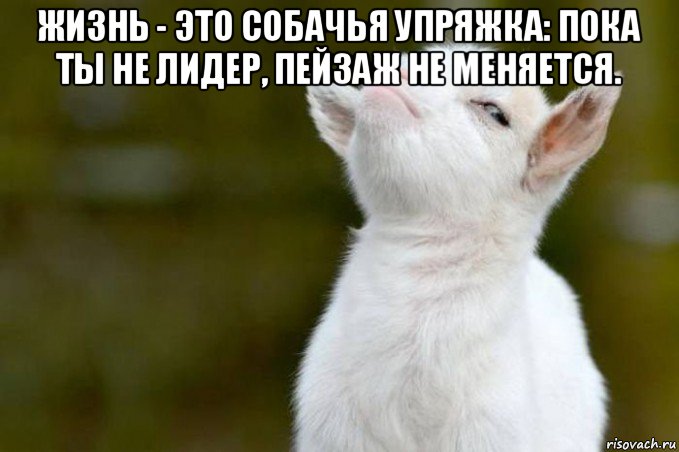 жизнь - это собачья упряжка: пока ты не лидер, пейзаж не меняется. , Мем  Гордый козленок