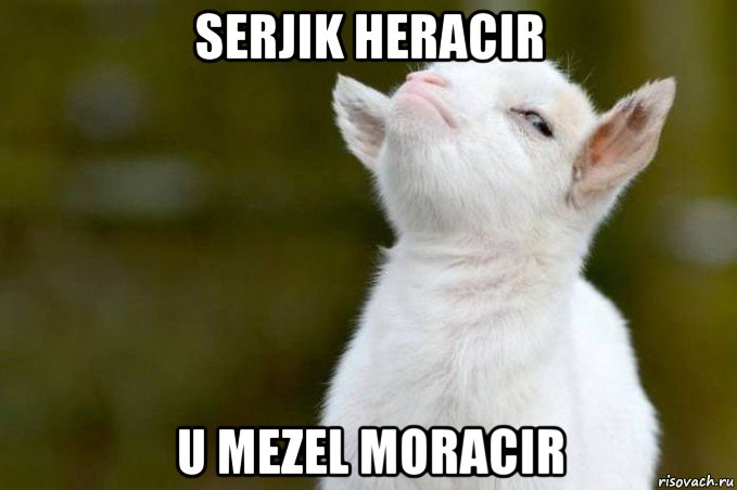 serjik heracir u mezel moracir, Мем  Гордый козленок