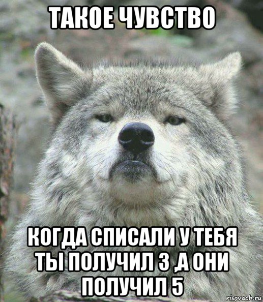 такое чувство когда списали у тебя ты получил 3 ,а они получил 5, Мем    Гордый волк