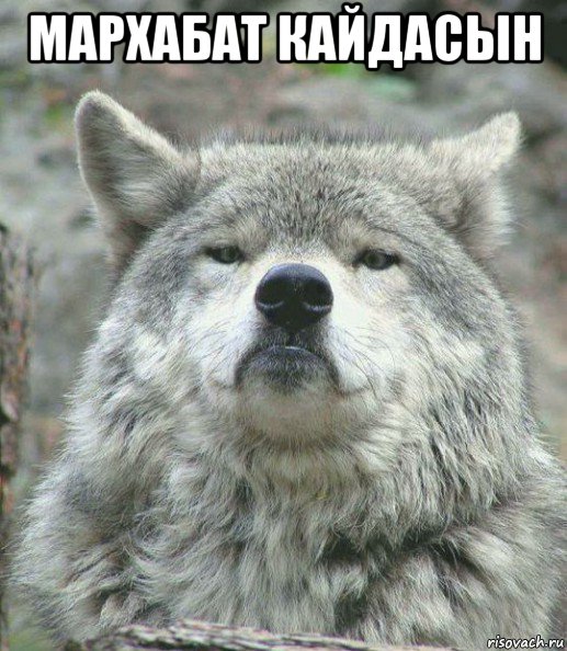 мархабат кайдасын , Мем    Гордый волк