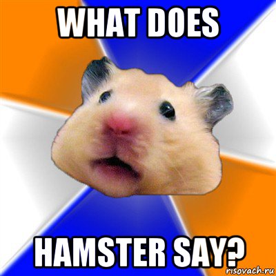what does hamster say?, Мем Хомяк