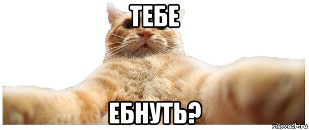 тебе ебнуть?, Мем   Кэтсвилл