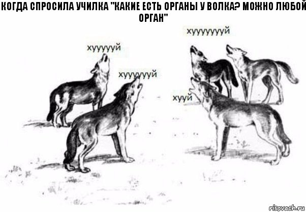 когда спросила училка "какие есть органы у волка? Можно любой орган"