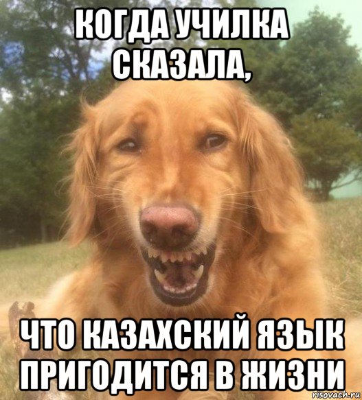 когда училка сказала, что казахский язык пригодится в жизни, Мем   Когда увидел что соседского кота отнесли в чебуречную