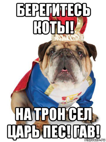 берегитесь коты! на трон сел царь пес! гав!
