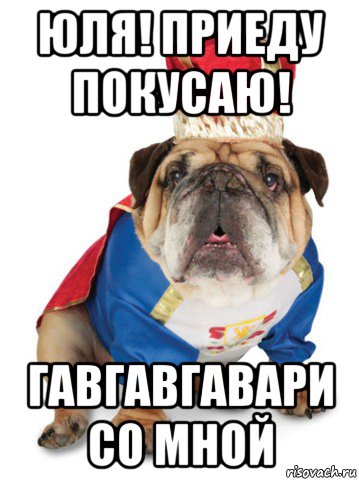 юля! приеду покусаю! гавгавгавари со мной, Мем Король Пес