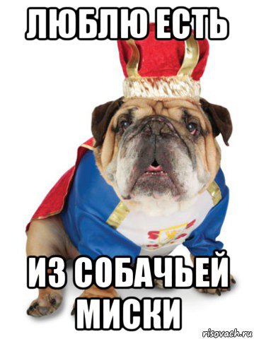 люблю есть из собачьей миски
