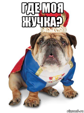 где моя жучка? 
