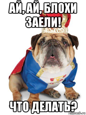 ай, ай, блохи заели! что делать?