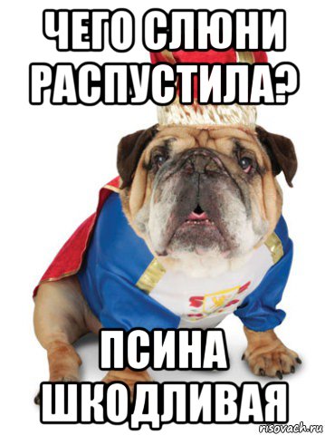 чего слюни распустила? псина шкодливая