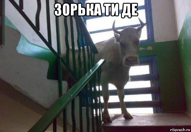 зорька ти де 