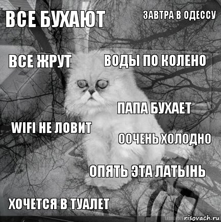 все бухают оочень холодно воды по колено хочется в туалет wifi не ловит завтра в одессу опять эта латынь все жрут  Папа бухает, Комикс  кот безысходность