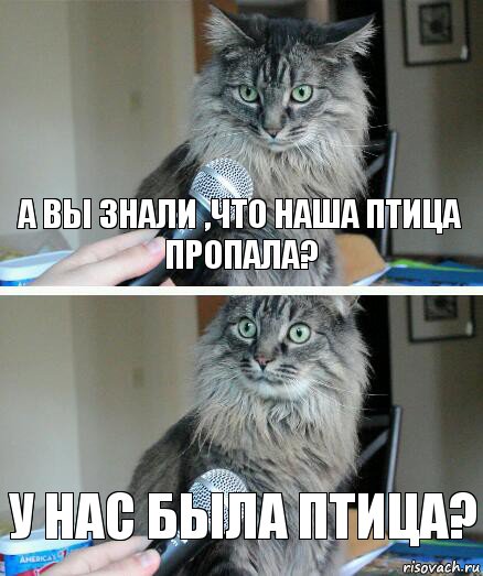 а вы знали ,что наша птица пропала? у нас была птица?, Комикс  кот с микрофоном